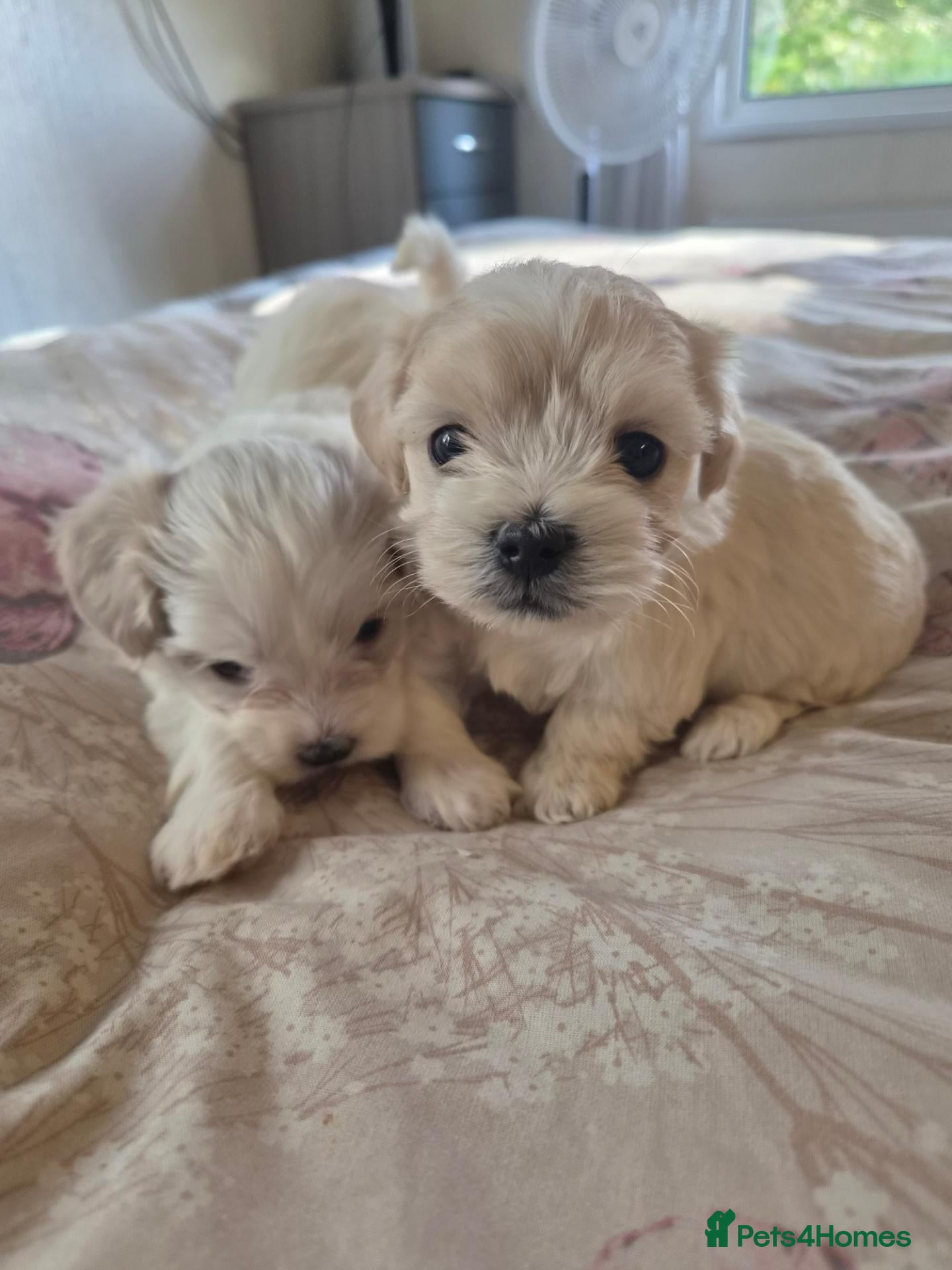 Maltipoo dogs for sale: Tiny Maltipoo puppies 🐶  - Advert 1