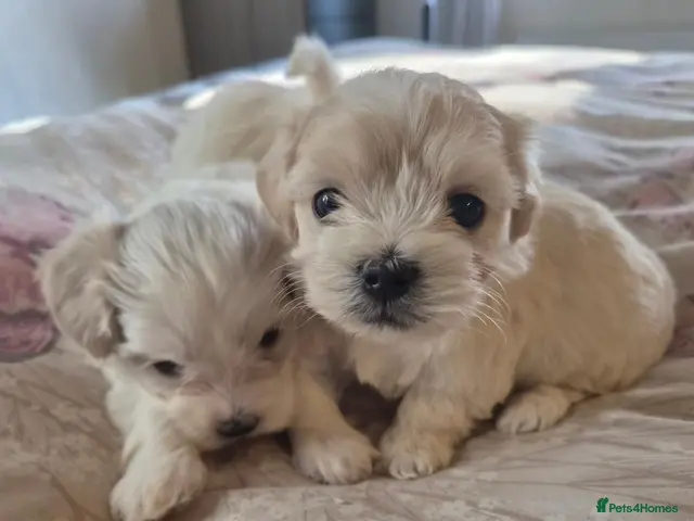 Maltipoo dogs for sale: Tiny Maltipoo puppies 🐶 - Advert 1