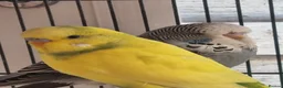 Budgerigars birds for sale: Baby budgies.  - Advert 6