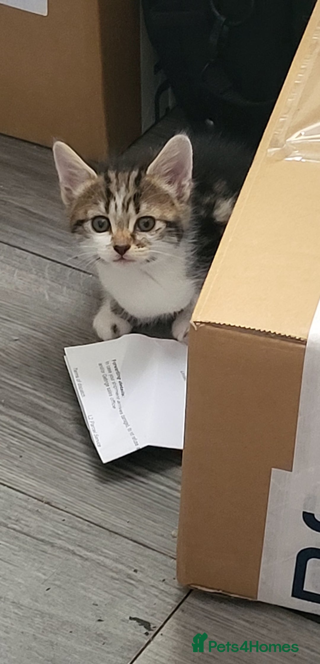 Mixed Breed cats for sale: Playful Kittens - Image 1