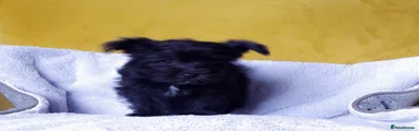 Morkie-Poo