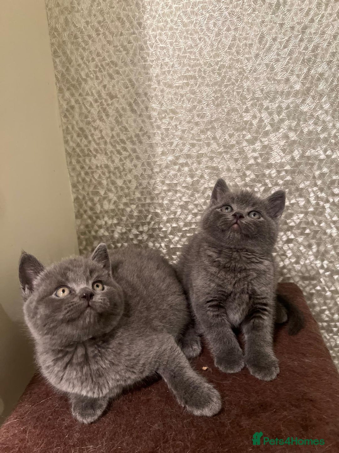 British Longhair cats for sale: Adorable British Shorthair Kittens  - Advert 10