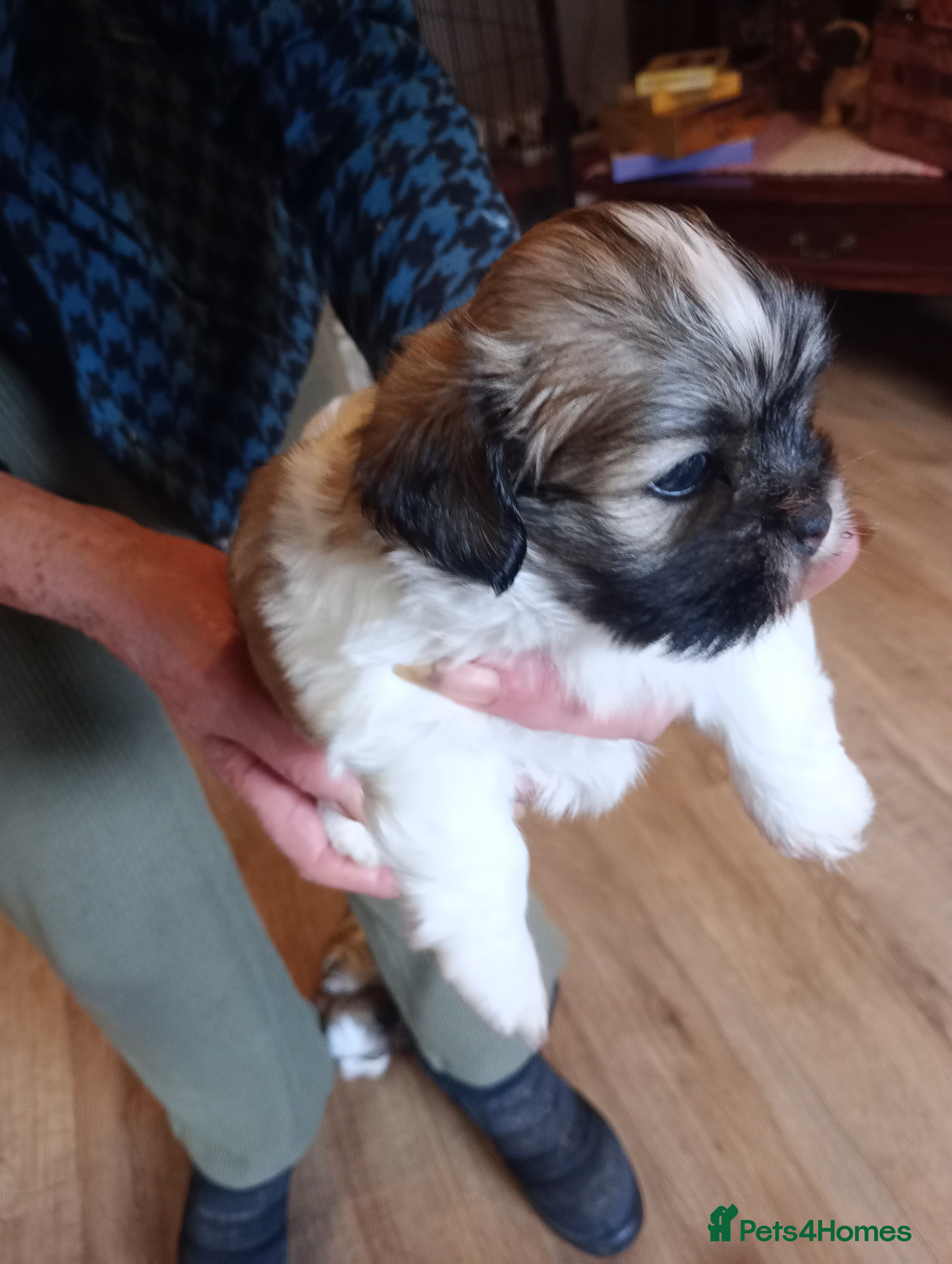 Lhasa Apso dogs LHASA APSO PUPPIES - Advert 4