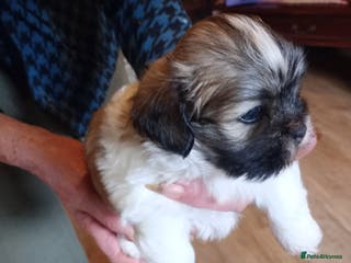 Lhasa Apso dogs LHASA APSO PUPPIES - Advert 4