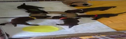 Sprocker dogs for sale: Sprocker spaniel puppies  - Advert 9