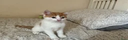 Mixed Breed cats for sale: 4 adorable kittens, looking for their new homes in Bedford - Advert 4