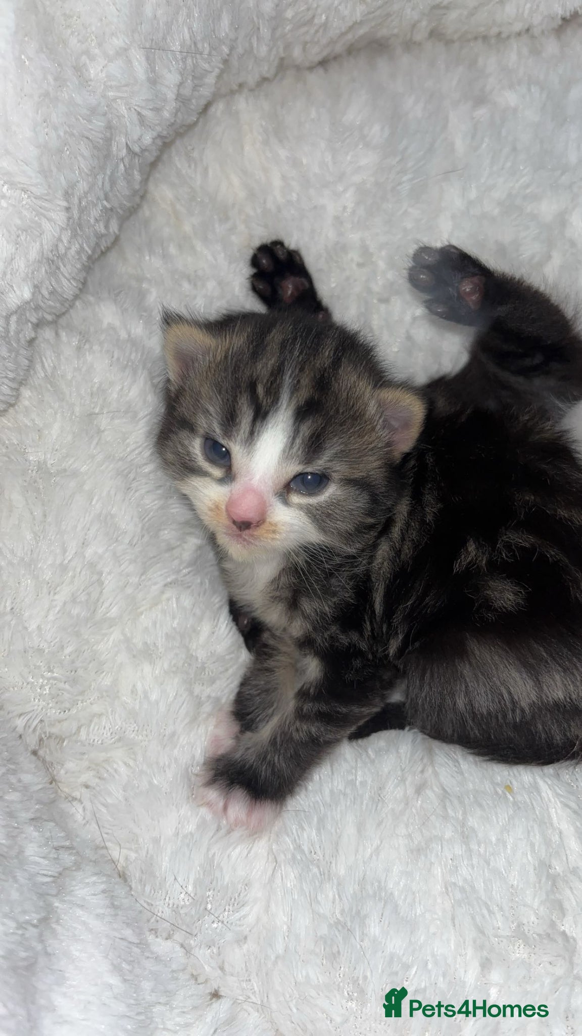 Mixed Breed cats 5x Kittens - Advert 5