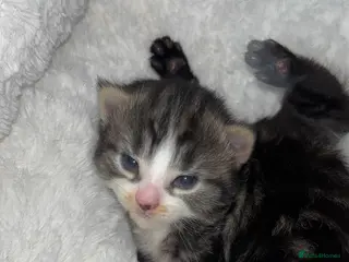 Mixed Breed cats 5x Kittens - Advert 5