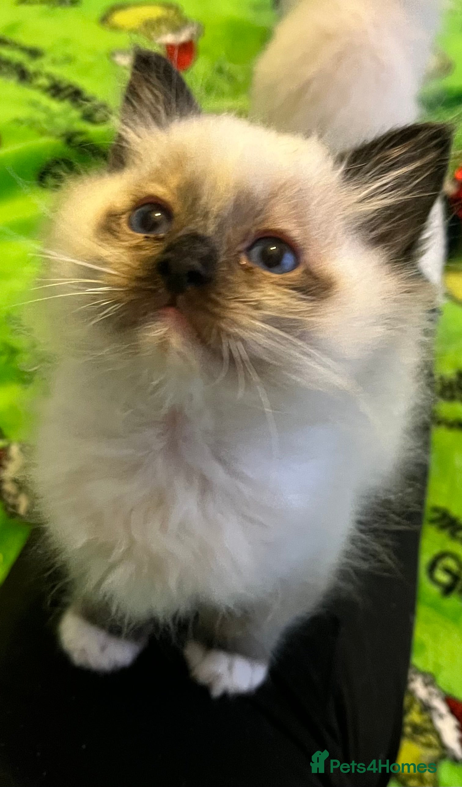 Ragdoll cats 3 Seal mitted male ragdoll kittens - Advert 8