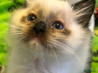 Ragdoll cats 3 Seal mitted male ragdoll kittens - Advert 14