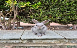 Mini Lop rabbits for sale: 14-Week-Old Rabbits (£120 for Pair)  - Image 3