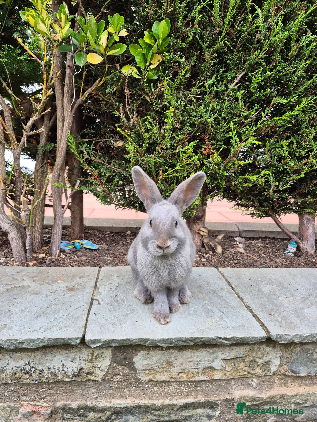 Mini Lop rabbits for sale: 14-Week-Old Rabbits (£120 for Pair)  - Image 3