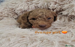 Cockapoo dogs for sale: Reduced!! Stunning F1B Toy Cockapoo Puppies  - Image 10