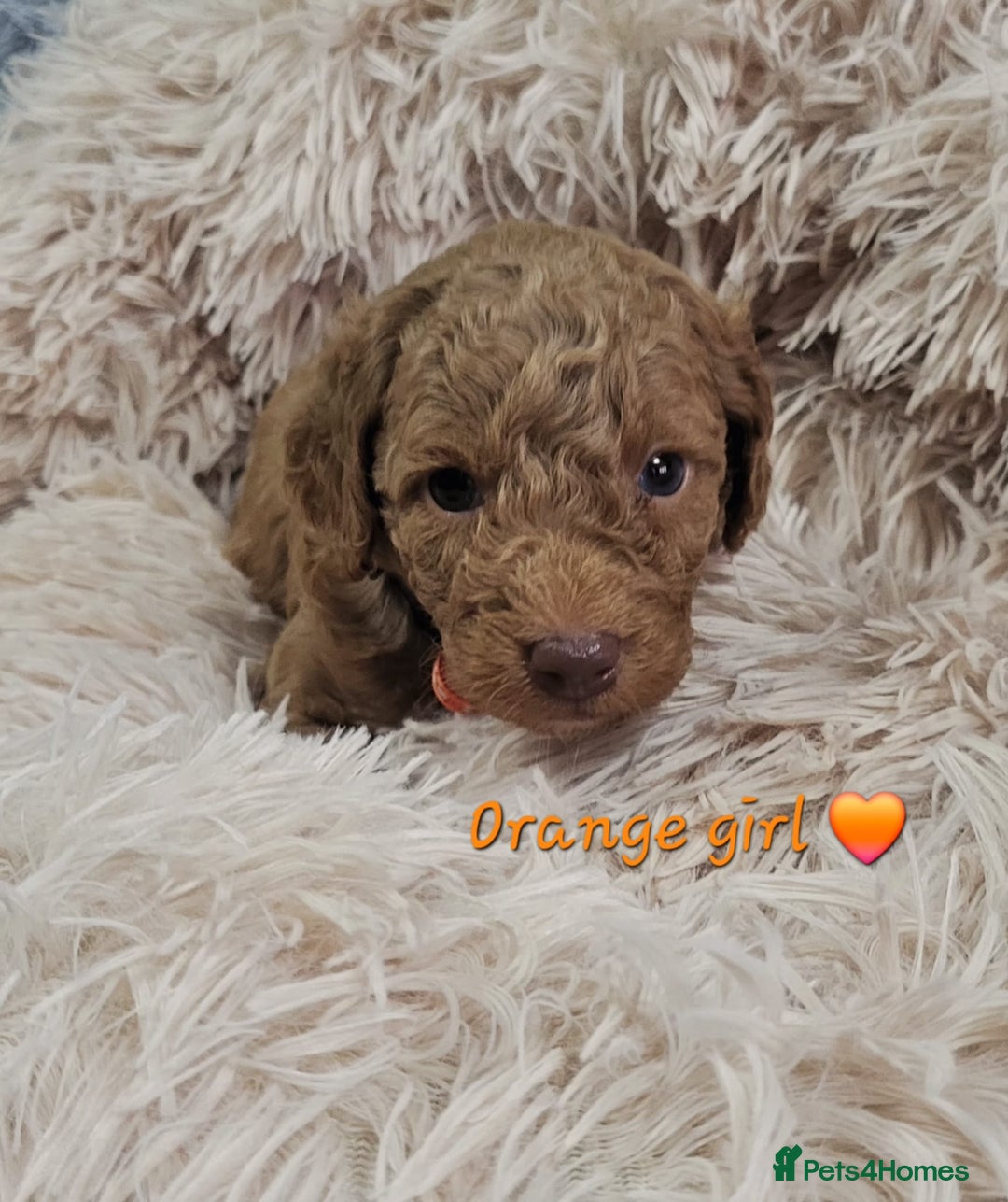 Cockapoo dogs for sale: Reduced!! Stunning F1B Toy Cockapoo Puppies  - Image 10