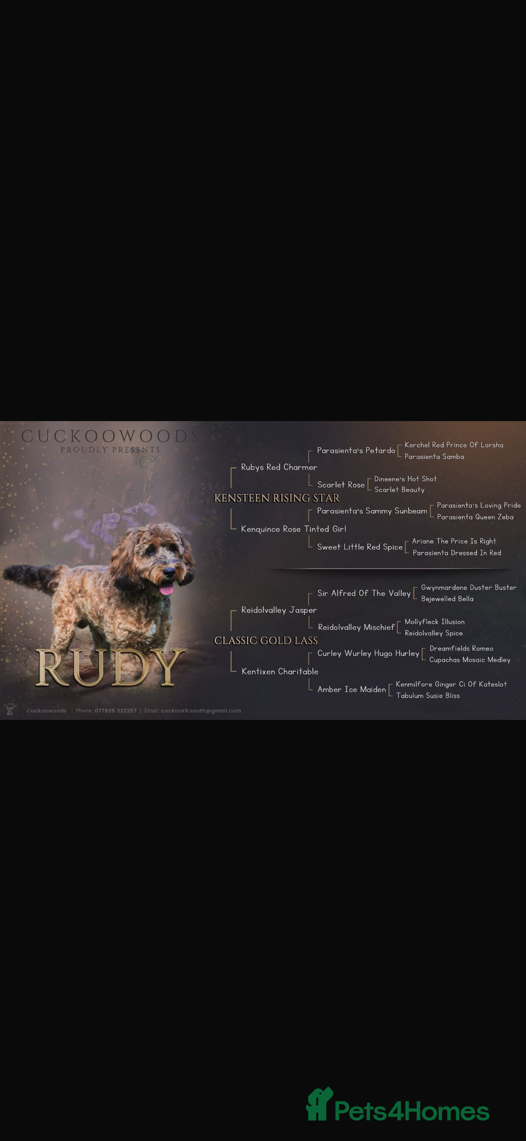 Cockapoo dogs for sale: Beautiful cockapoo puppies - Advert 5