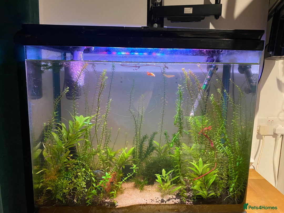 Gouramis fish for sale: 100 litre tank set up for sale  - Advert 1