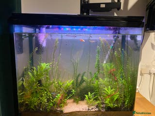 Gouramis fish 100 litre tank set up for sale - Advert 8