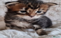 Maine Coon cats for sale: 100% Maine Coon Kittens DNA HEALTH TESTED PARENTS  - Image 32