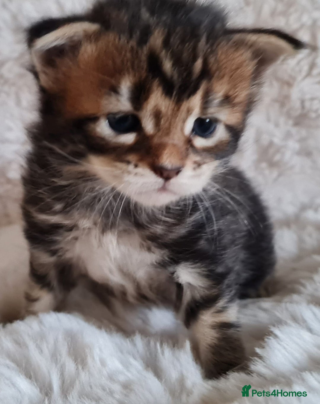 Maine Coon cats for sale: 100% Maine Coon Kittens DNA HEALTH TESTED PARENTS  - Image 32