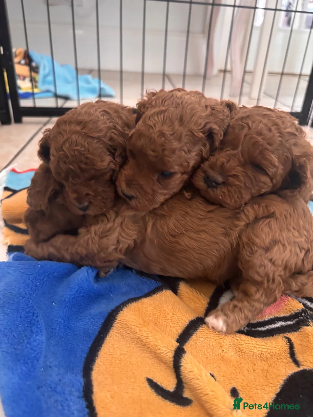Cavapoo dogs for sale: 💕💕💕  F1 Cavapoo females Deep  Red  puppies  - Advert 1