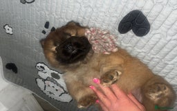 Chow Chow dogs for sale: Cinnamon Chow Chow Puppies - Image 7