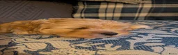 Cavapoo dogs for sale: Cavapoo puppies for sale - Advert 3