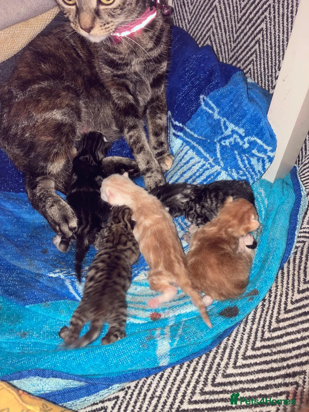 Mixed Breed cats for sale: Beautiful kittens ready to leave now - Advert 7