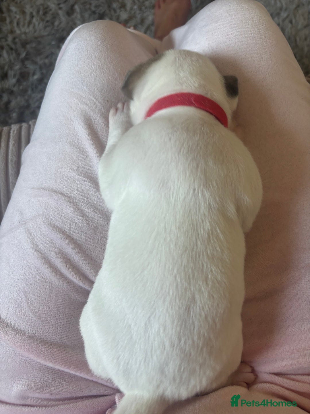 American Bulldog dogs for sale: American bulldogs - Image 5