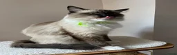 Ragdoll cats for sale: GCCF. Perfect Ragdolls ready to go. - Advert 15