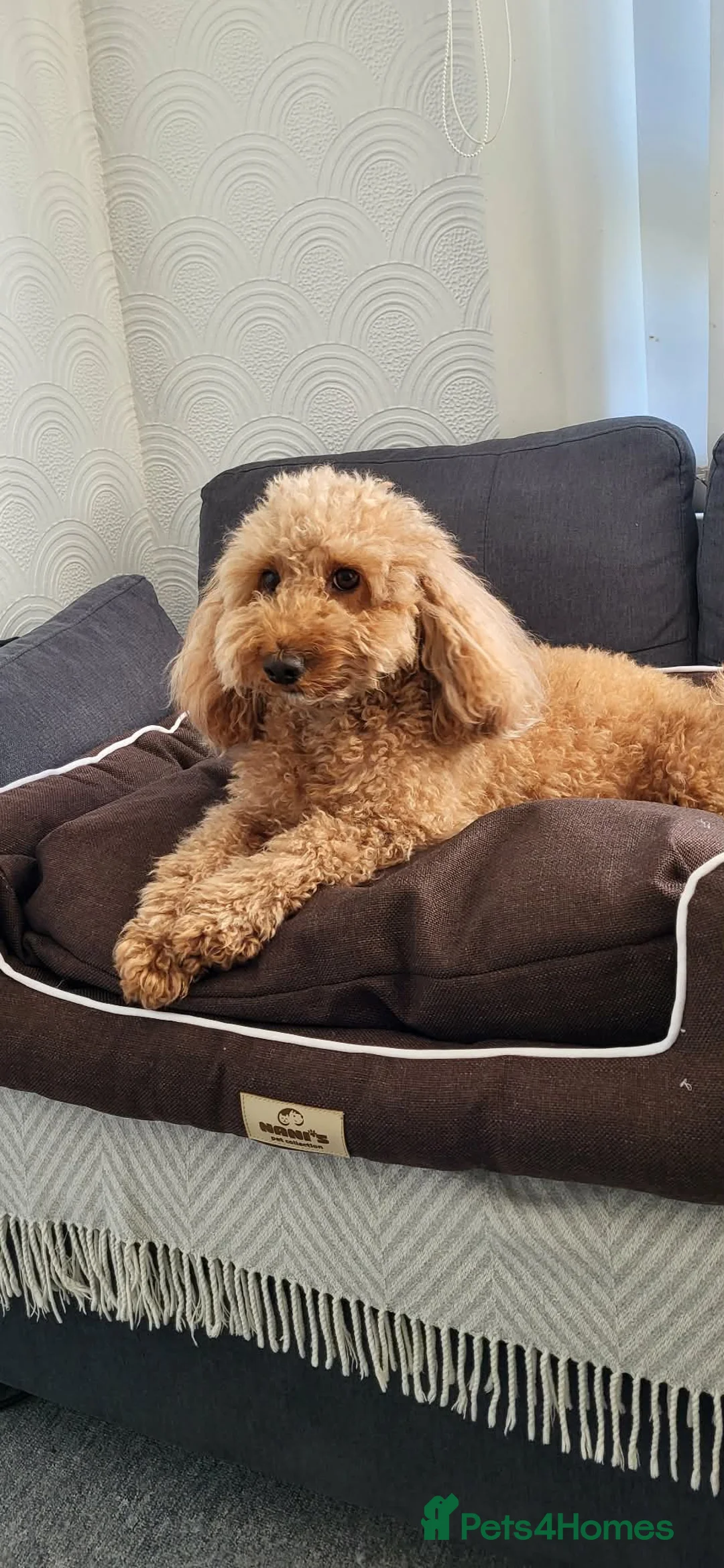 Toy Poodle dogs for sale: Adorable TOY POODLE pups - Advert 4