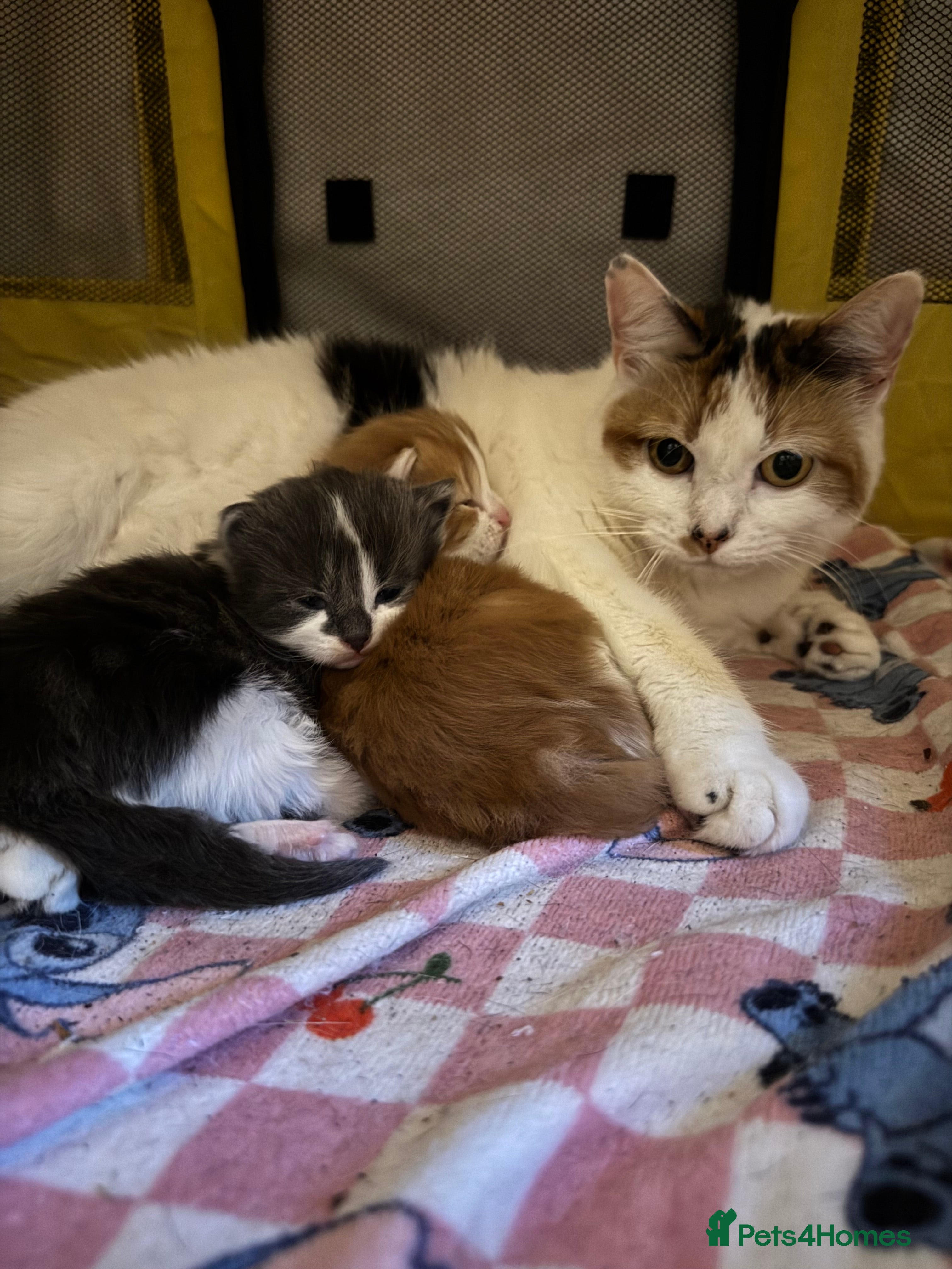 Mixed Breed cats Beautiful half Maine coon kittens Grey and ginger  - Advert 1