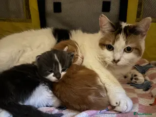 Mixed Breed cats Beautiful half Maine coon kittens Grey and ginger - Advert 1