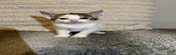 Mixed Breed cats for sale: 2 beautiful kittens ready to go now! - Advert 10
