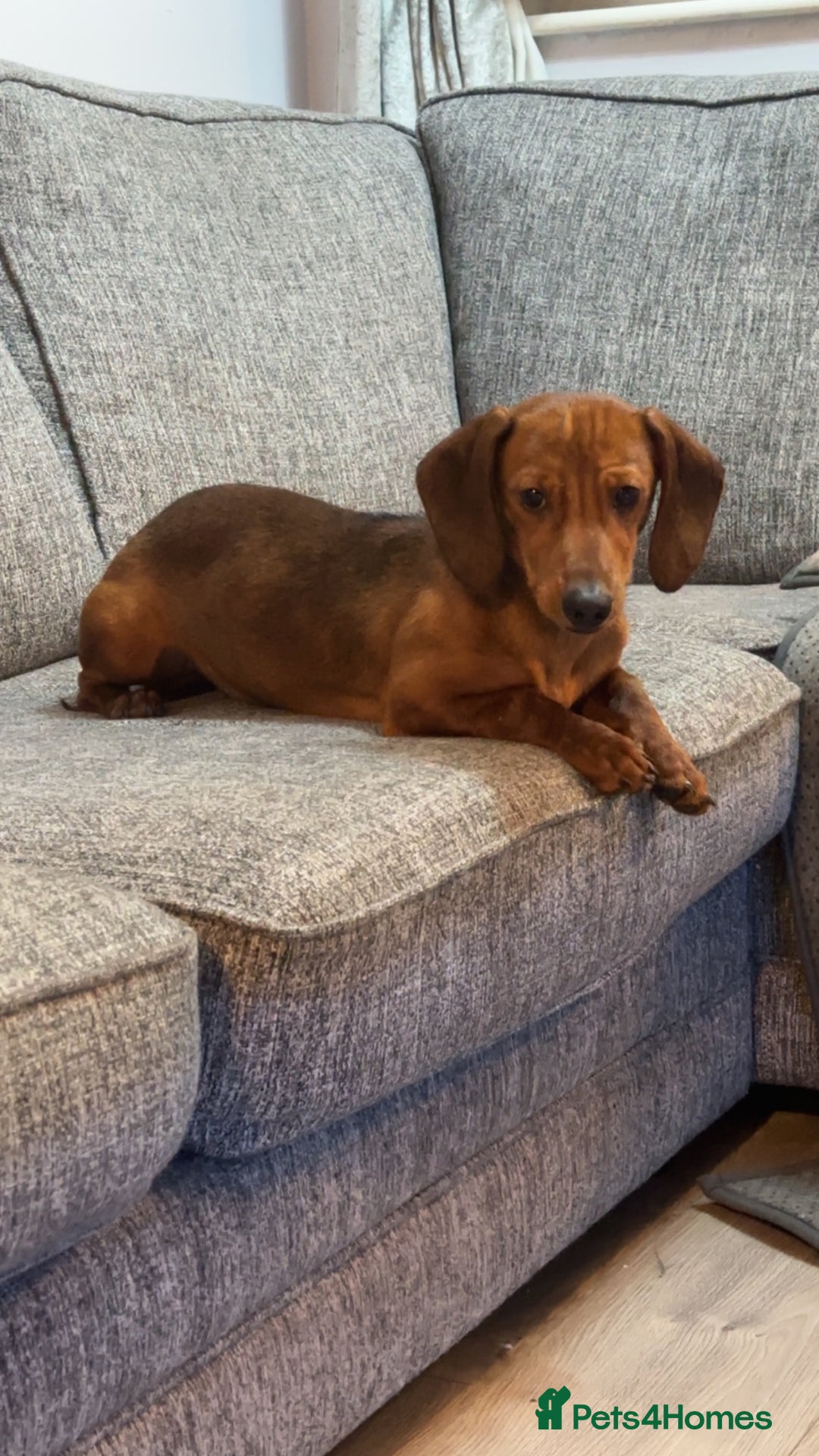 Dachshund dogs for sale: Female red dachshund  - Advert 3