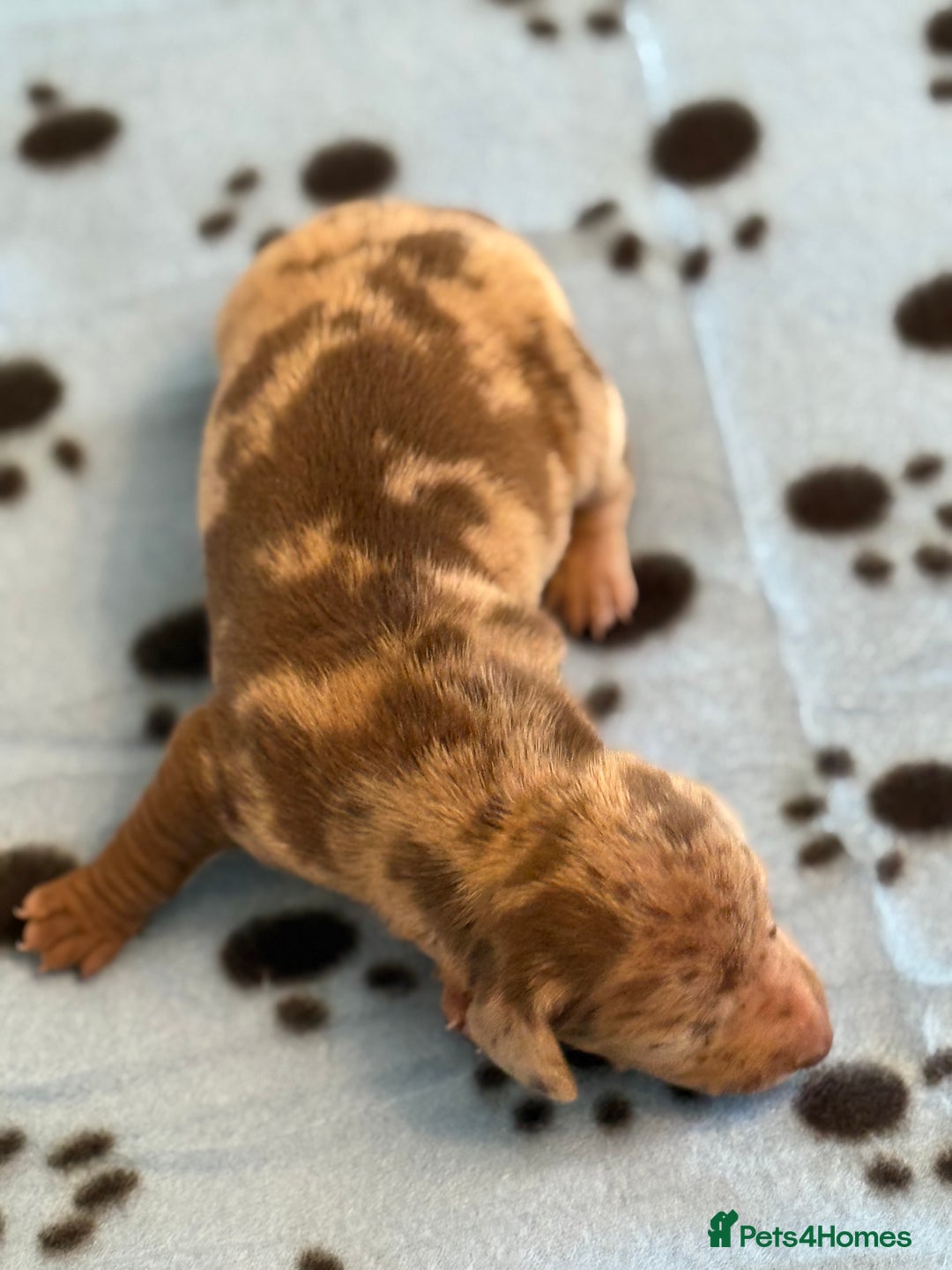 Miniature Dachshund dogs for sale: BEAUTIFUL KENNEL CLUB MINIATURE DACSHUND !! - Advert 6