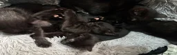 Mixed Breed cats for sale: 5 Kittens in Musselburgh - Advert 7