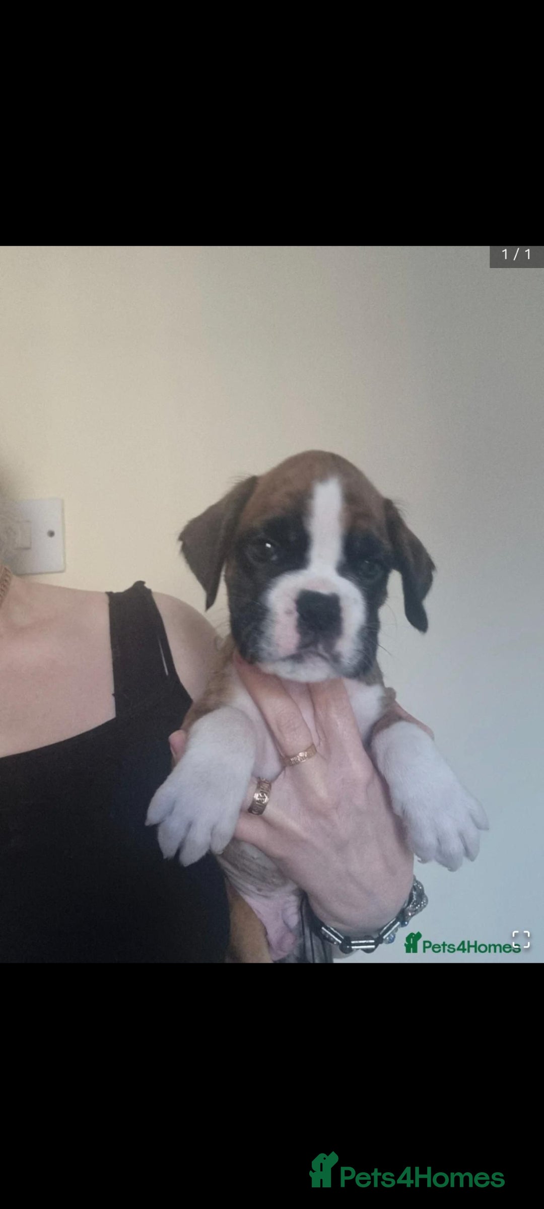 Boxer dogs for sale:   Outstanding  KC Boxer puppies - Advert 30