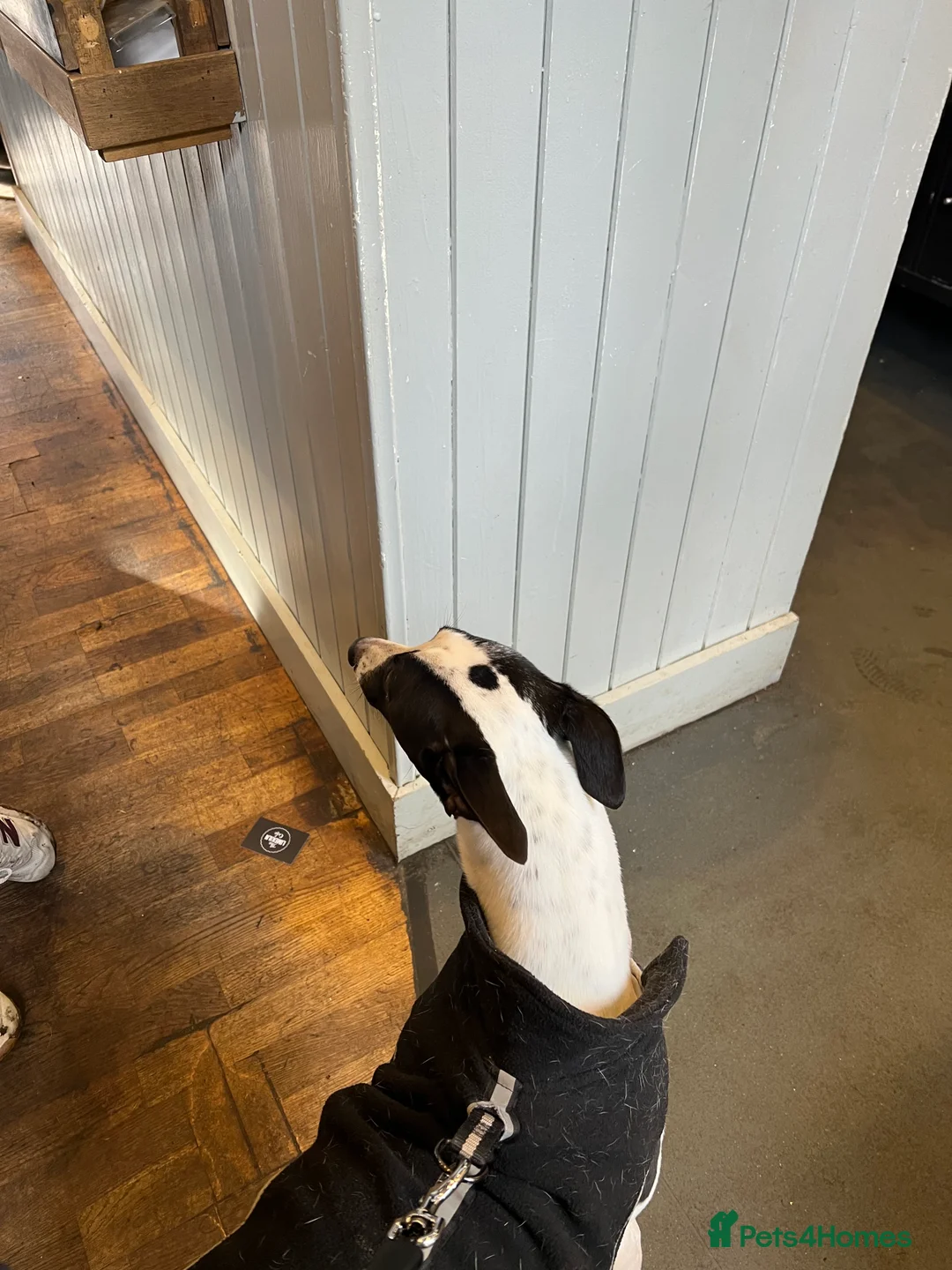 Whippet dogs for sale: 11 months old whippet in Oldham - Advert 3