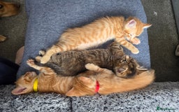 Mixed Breed cats for sale: 4 BEAUTIFUL KITTENS  - Image 9