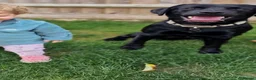 Labrador Retriever dogs for stud: Stud Available: KC Registered Black Labrador Stud - Advert 4