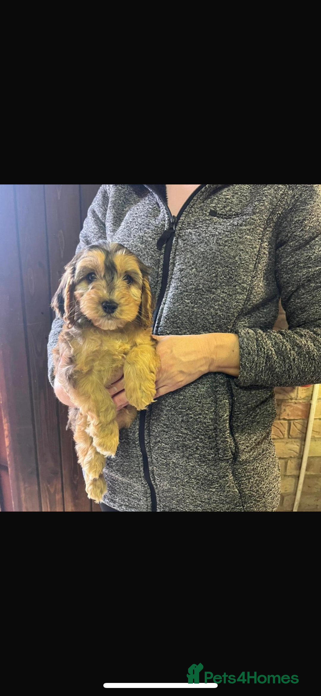 Cockapoo dogs for sale: Adorable show cocker poo puppies - Image 15