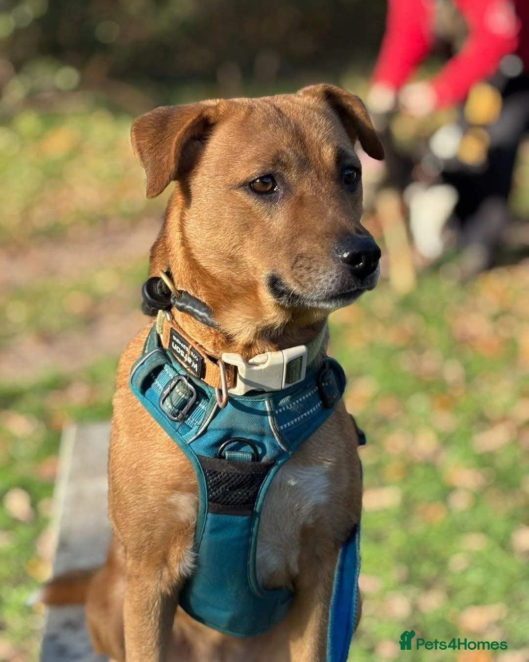 Mixed Breed dogs for adoption: 🧡 Delightful Duffy - once a shell of a dog 🧡 in Kidderminster - Advert 10