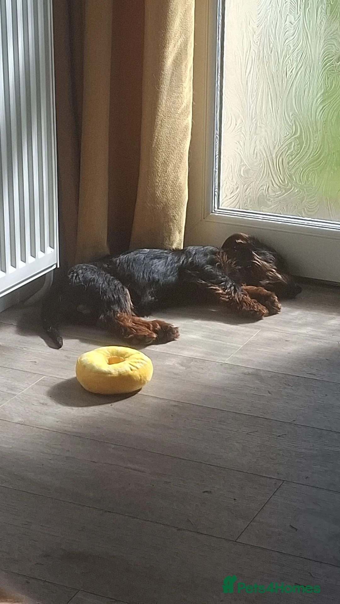 Mixed Breed dogs for sale: SOLD - Fully vaccinated puppy - 7mth old Dachshund - Advert 2