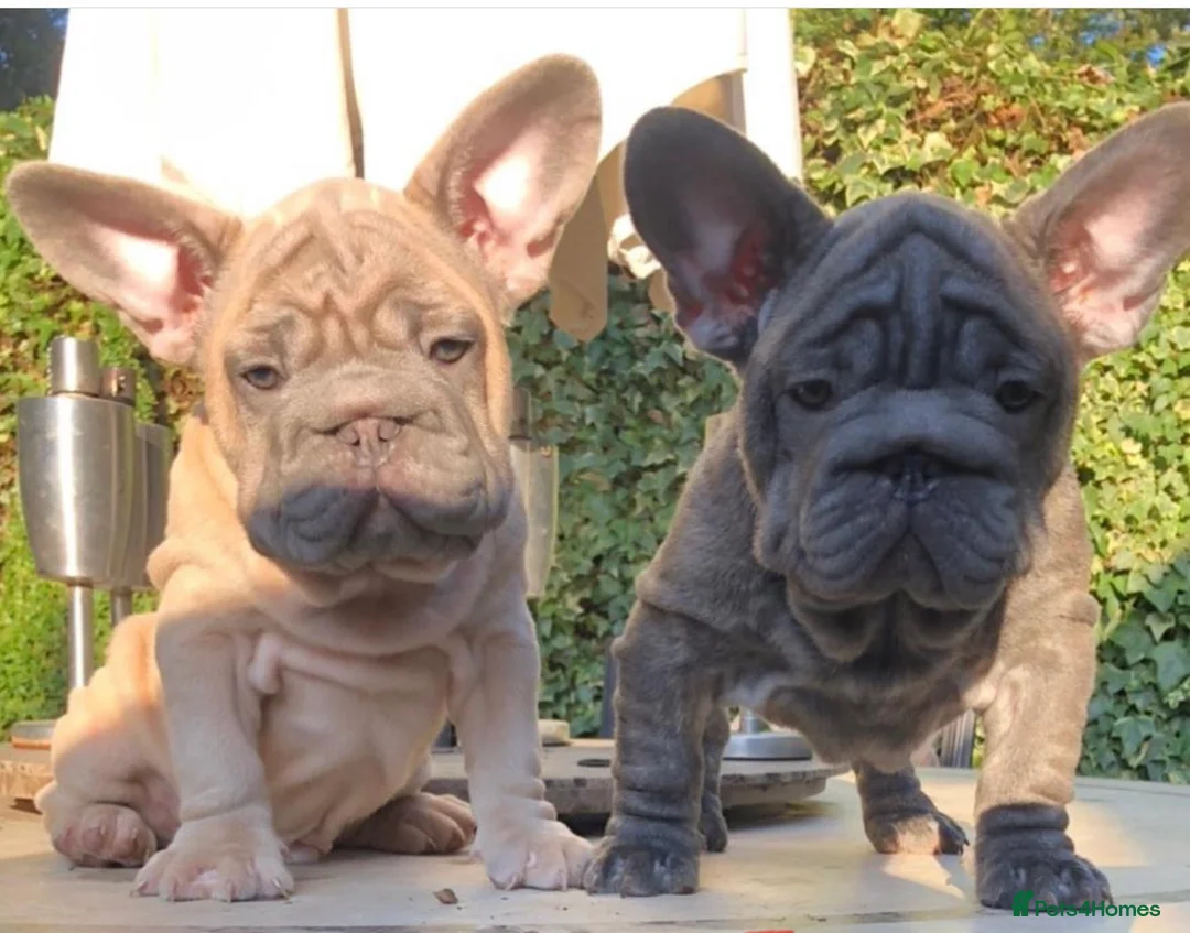 French Bulldog dogs for stud: HIGHEST QUALITY AVAILABLE  in London - Advert 9