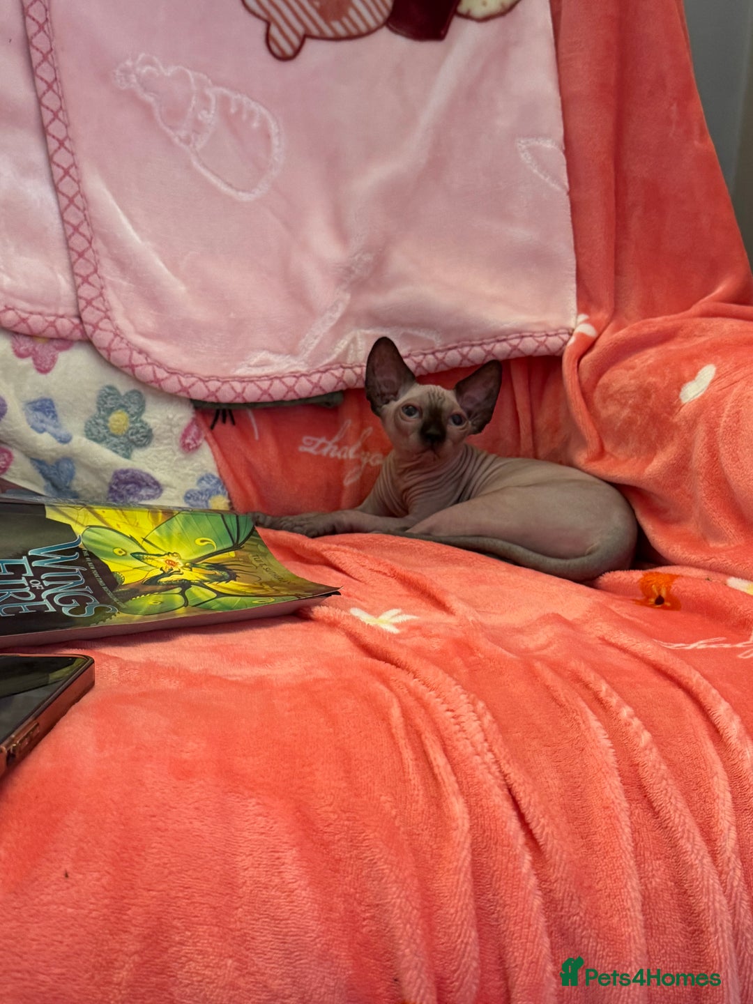 Sphynx cats for sale: Sphynx kittens - Image 5
