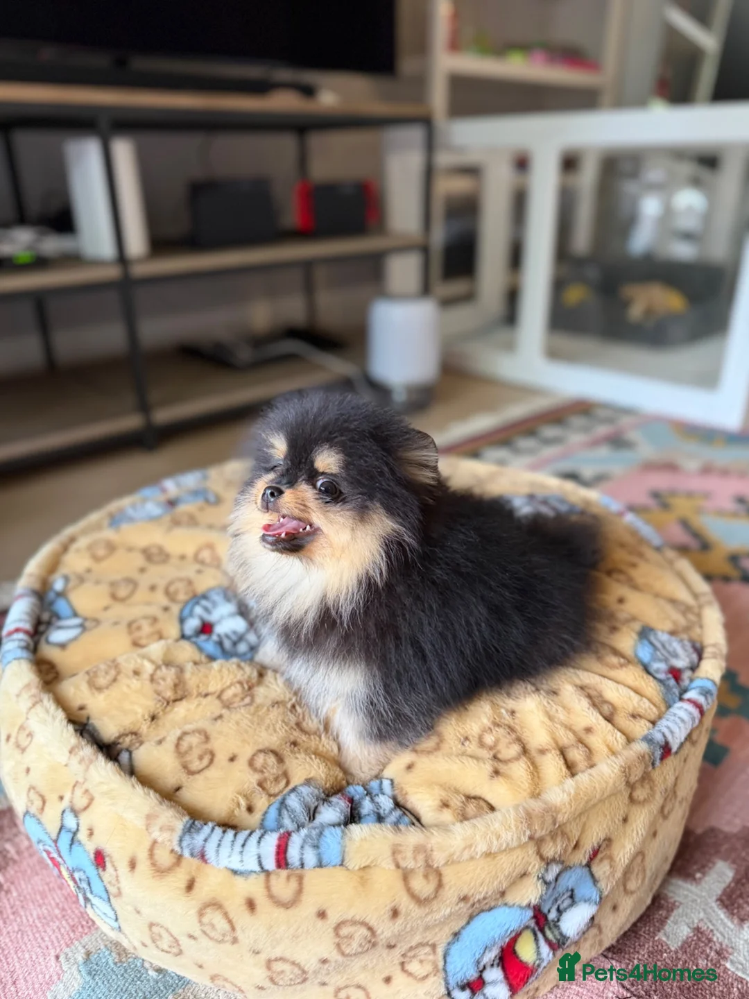 Pomeranian dogs for sale: KC Registered Black & Tan Pomeranian Boy Puppy  - Advert 1
