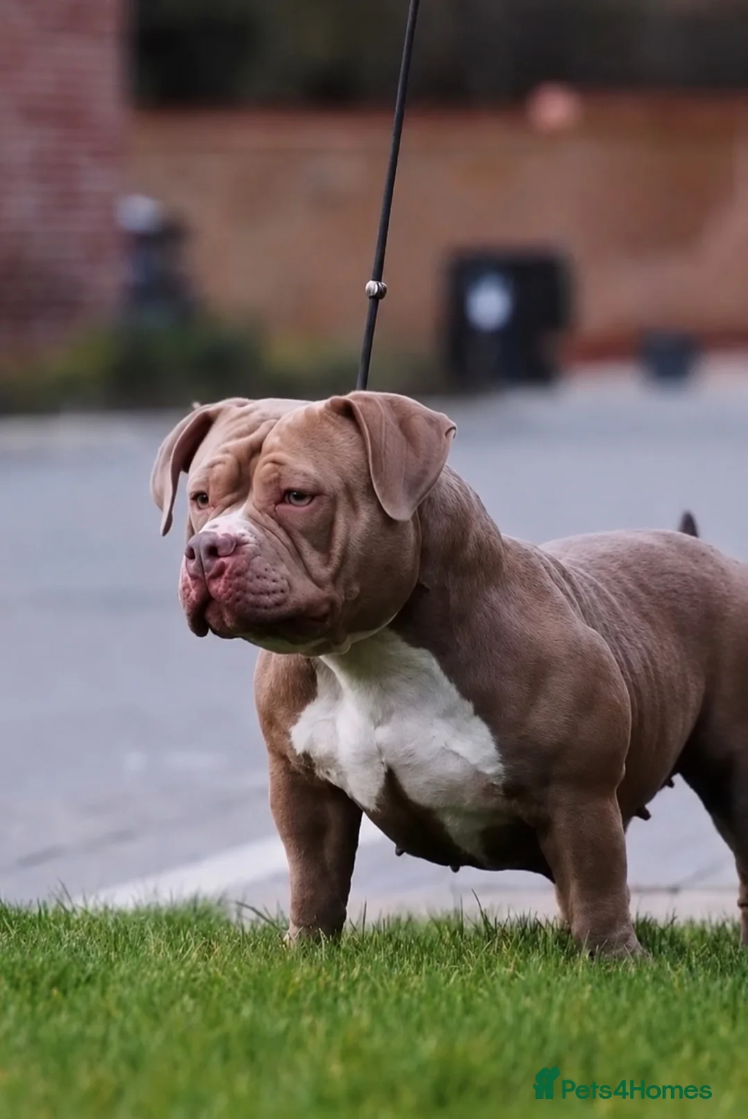 American Bully dogs for sale: Pocket Bully’s  - Advert 6