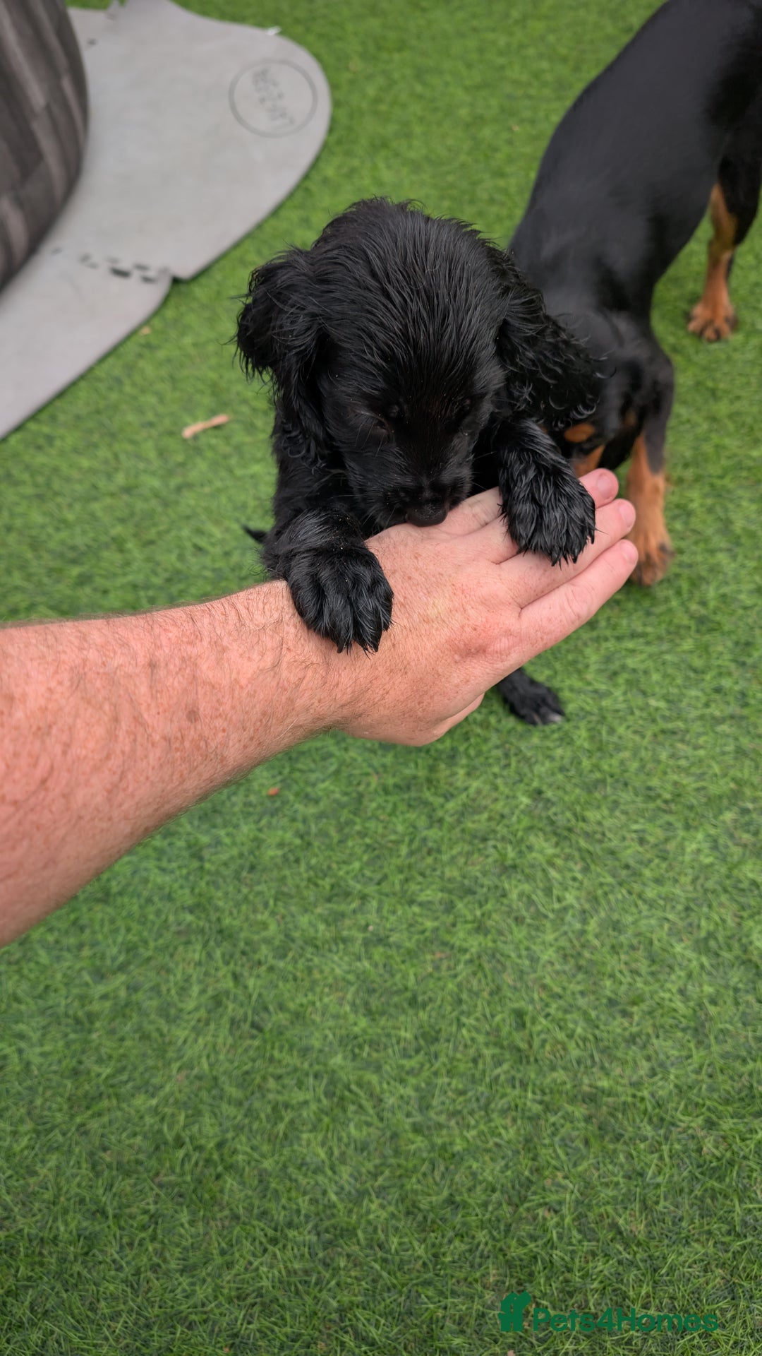 Mixed Breed dogs for sale: Cockalier puppies F1 for sale - Image 8