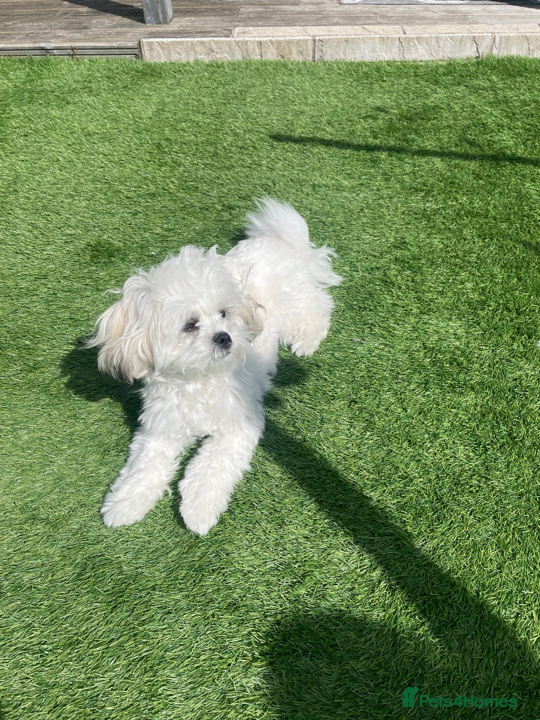 Malshi dogs for sale: Adorable 8 month old Malshi Puppy for Sale - Image 5