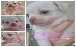 Chihuahua dogs for sale: Gorgeous Smooth coat KC registered chihuahuas - Image 10
